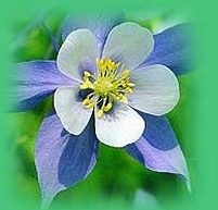 flower image